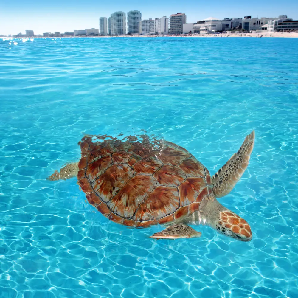 Cancún2.webp