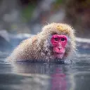 Isla de los monos.webp